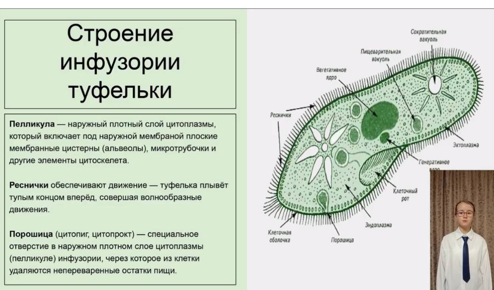 Кванторианцы - призеры открытого биологического хакатона «Внутренний мир клетки»